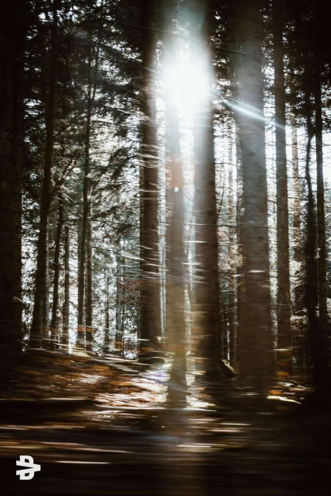 A glance in the forest
