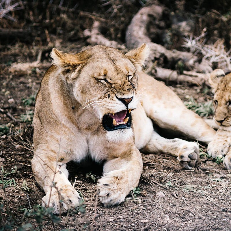 animals category