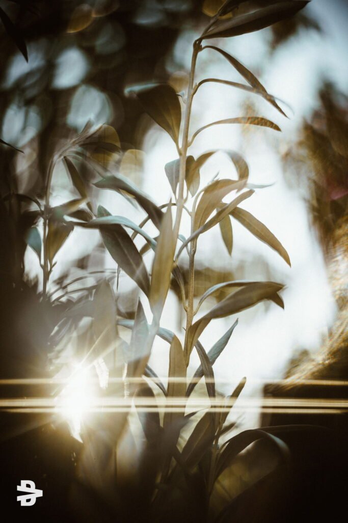 Olive Tree