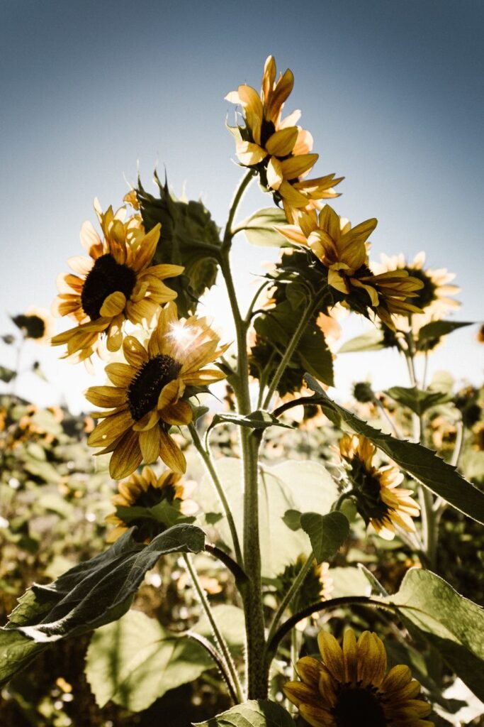 Sunflarer