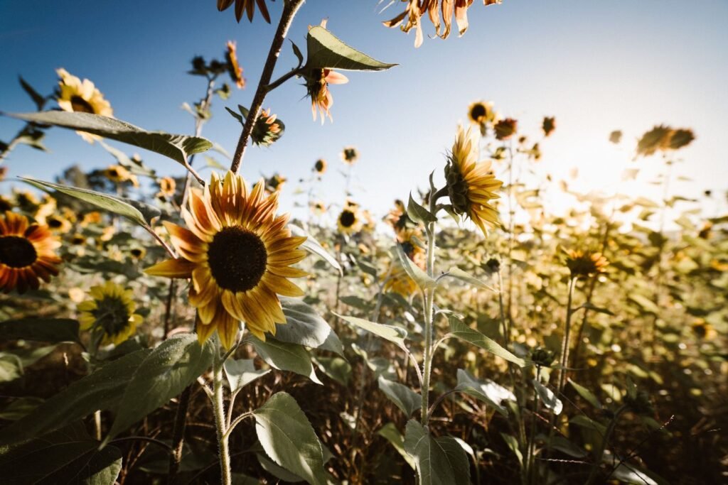 Sunflower mornings