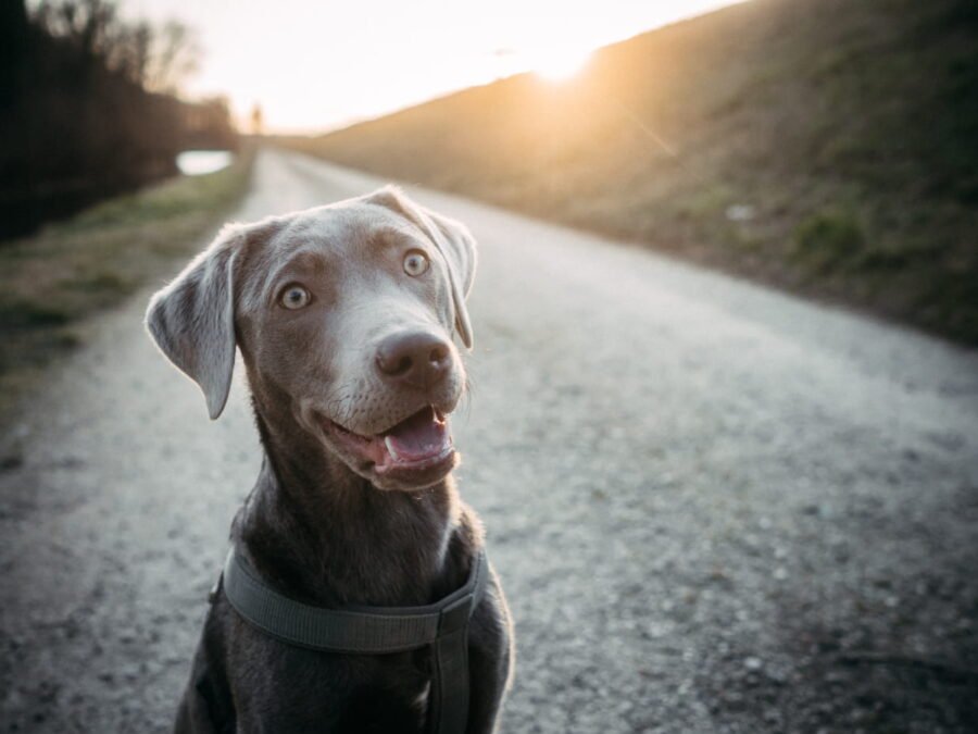 20220219 Dog Time Weisweil 0009