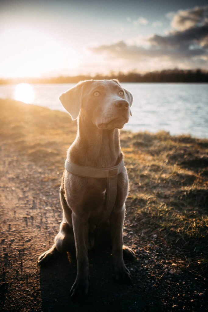20220219 Dog Time Weisweil 0071