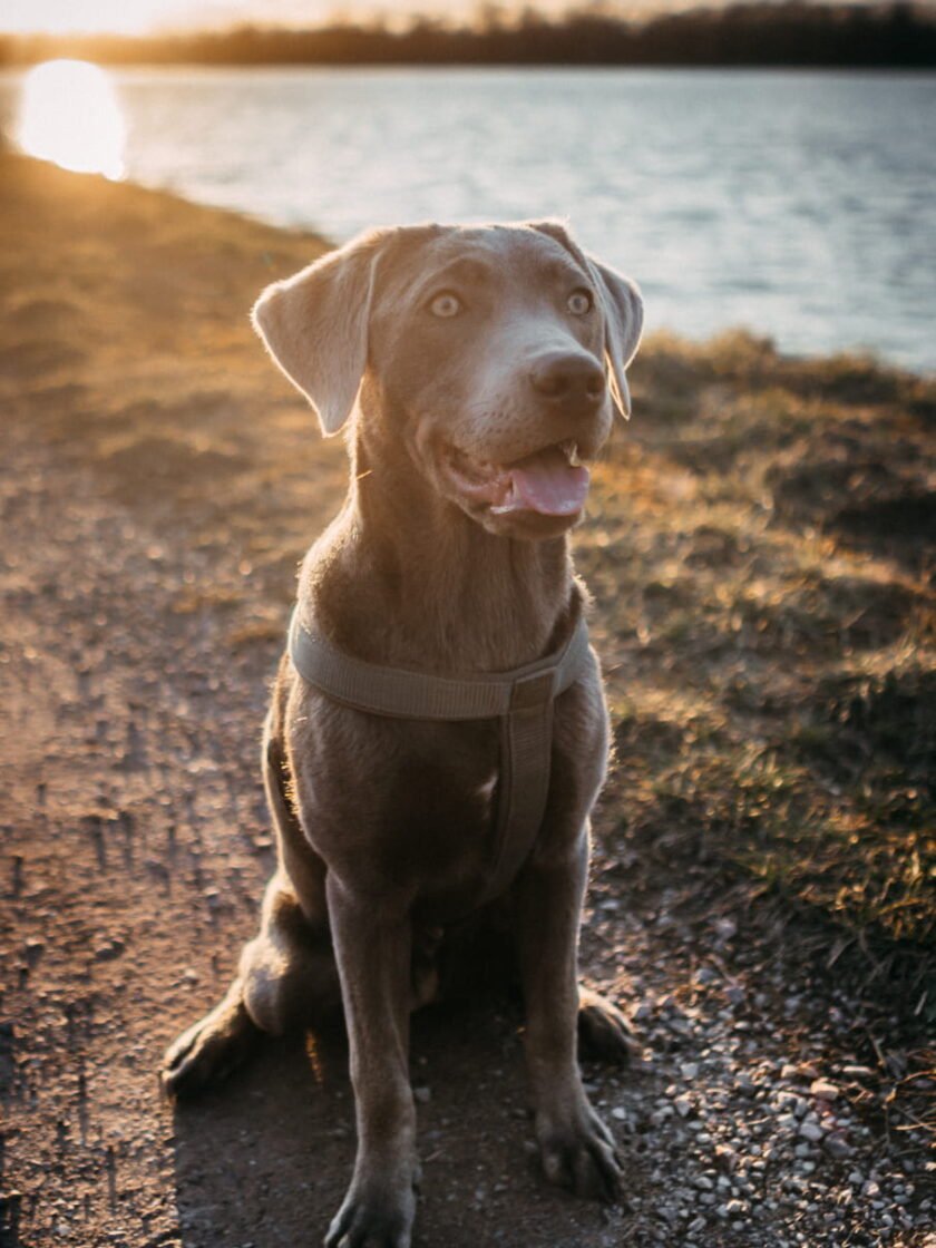20220219 Dog Time Weisweil 0072