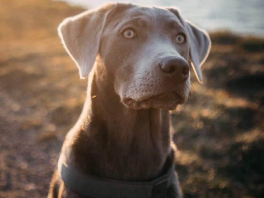 20220219 Dog Time Weisweil 0074