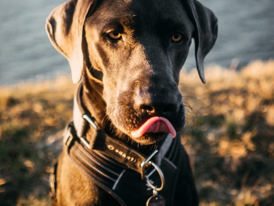 20220219 Dog Time Weisweil 0080