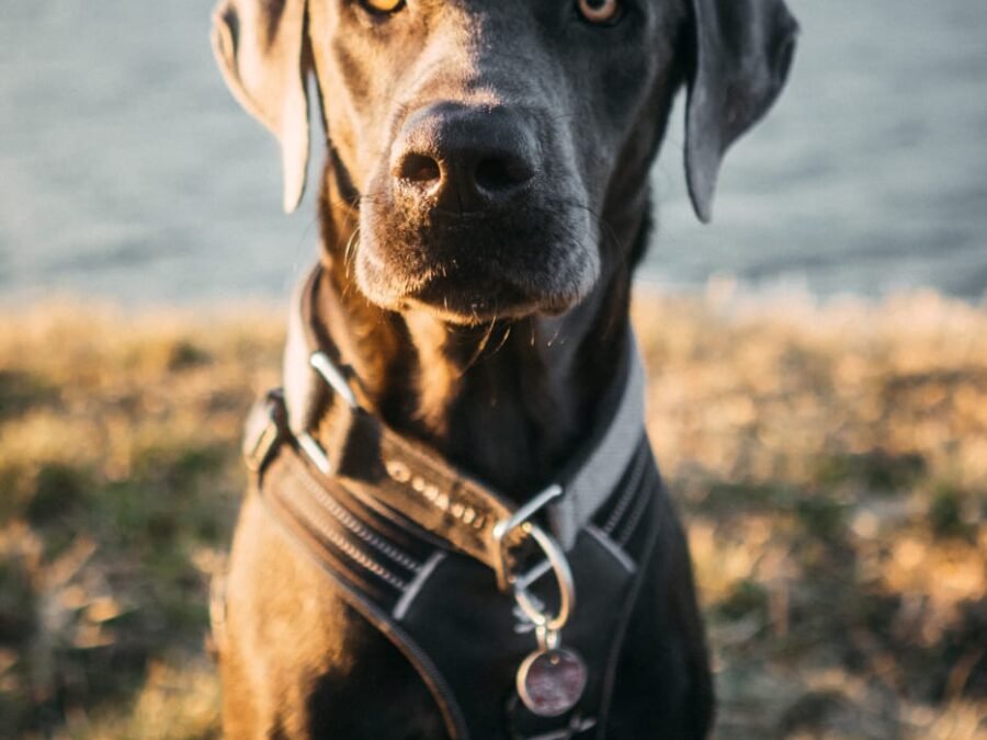 20220219 Dog Time Weisweil 0081
