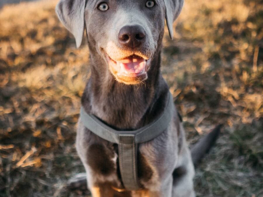 20220219 Dog Time Weisweil 0084
