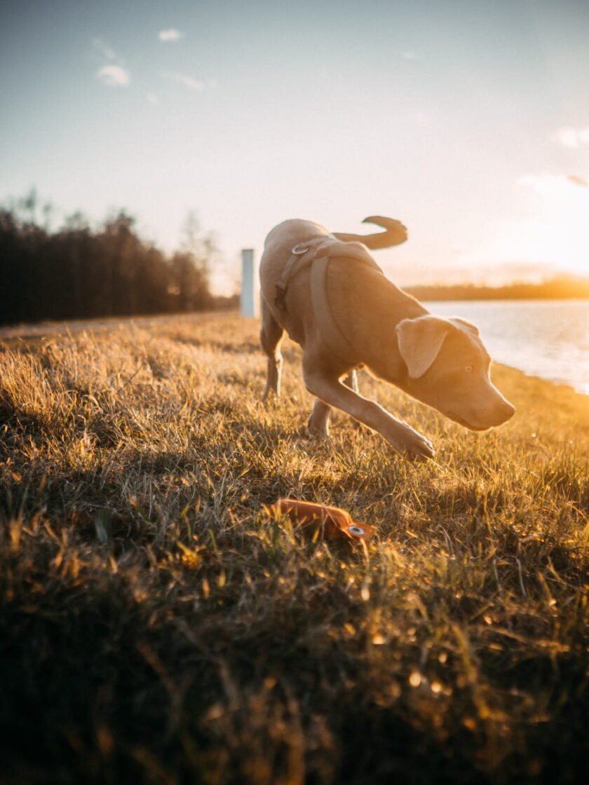 20220219 Dog Time Weisweil 0194