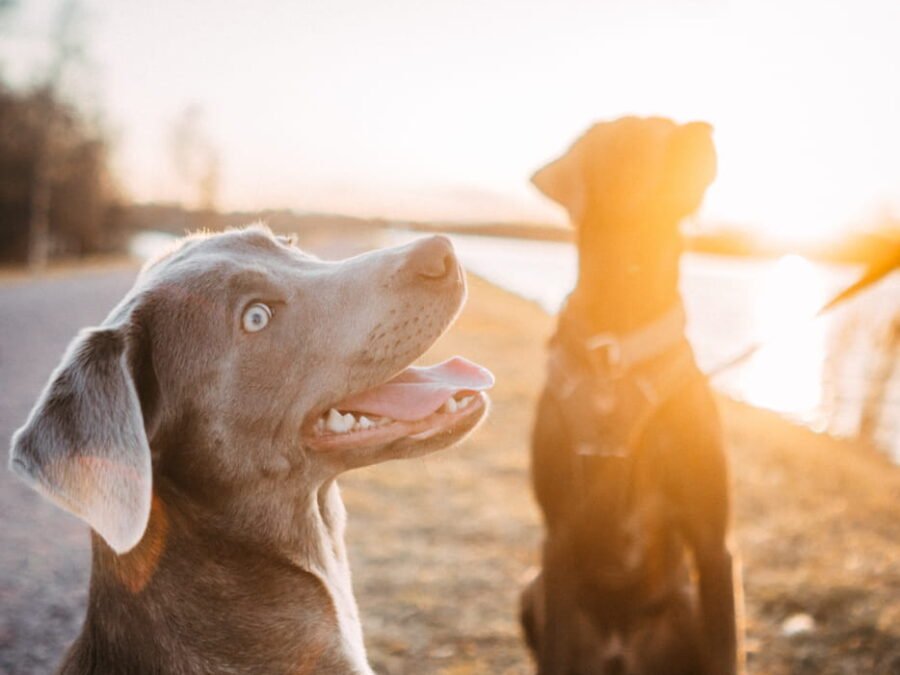 20220219 Dog Time Weisweil 0236