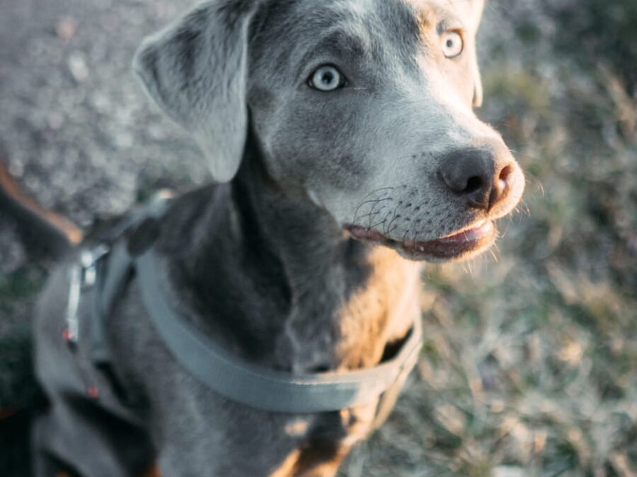 20220219 Dog Time Weisweil 0257