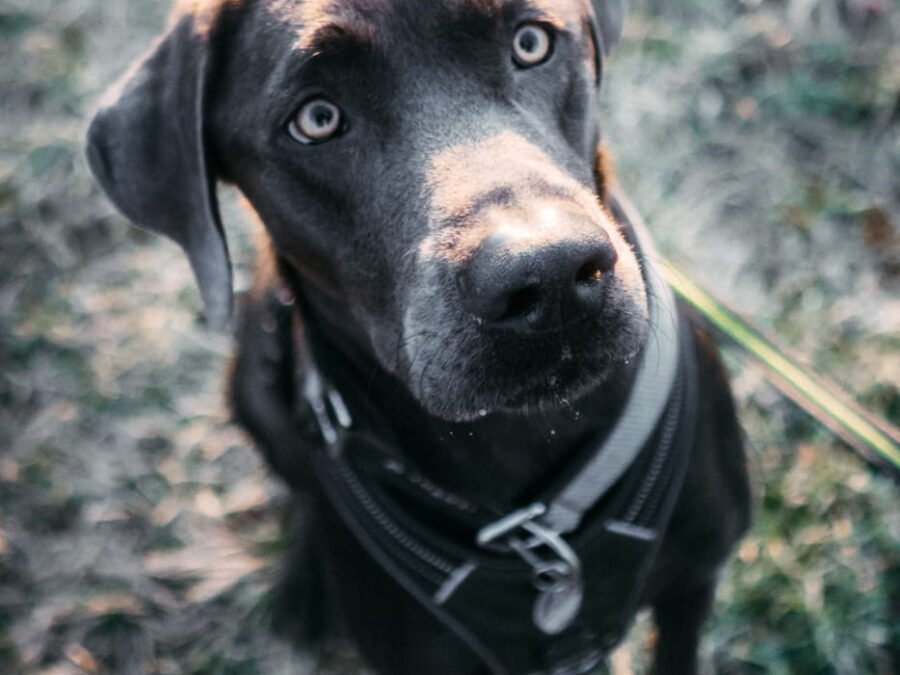 20220219 Dog Time Weisweil 0265