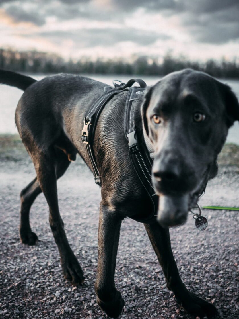 20220219 Dog Time Weisweil 0323