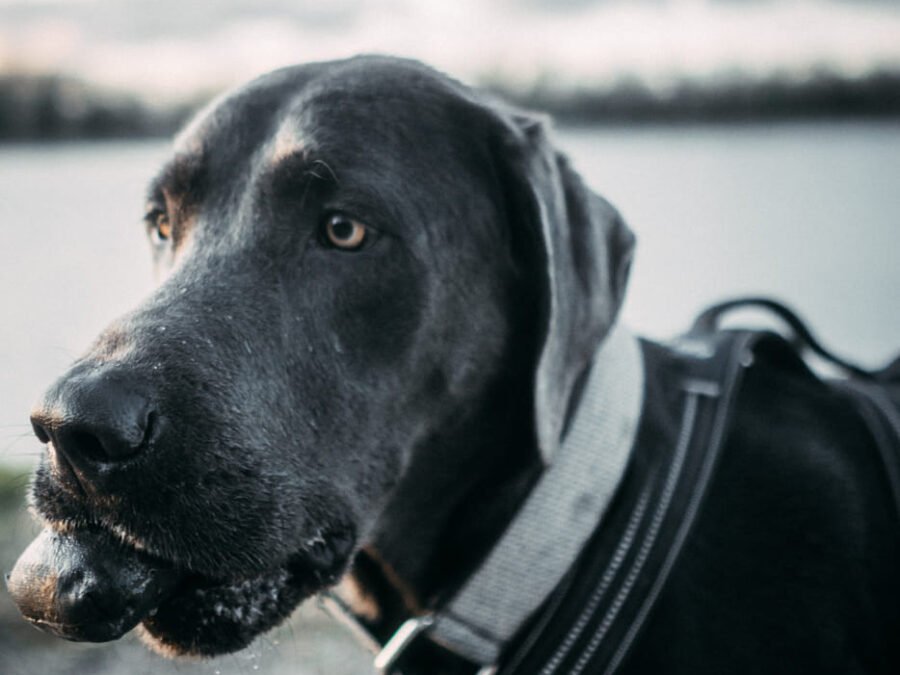 20220219 Dog Time Weisweil 0331
