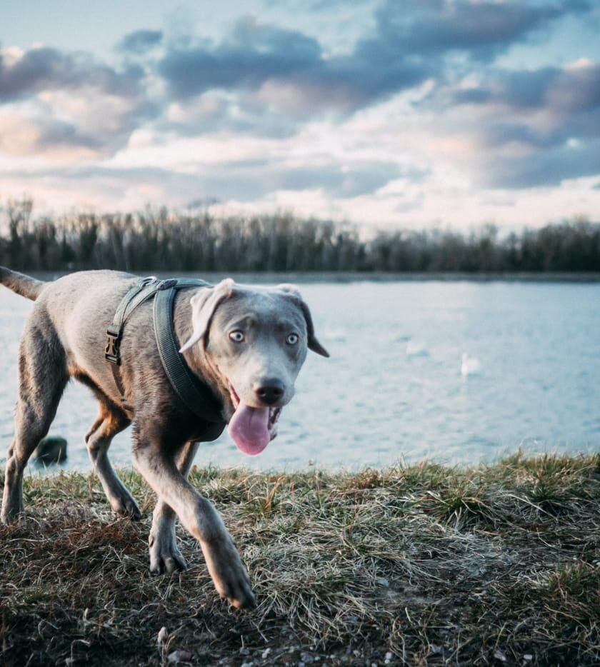 20220219 Dog Time Weisweil 0357