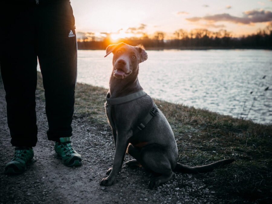 20220219 Dog Time Weisweil 0376