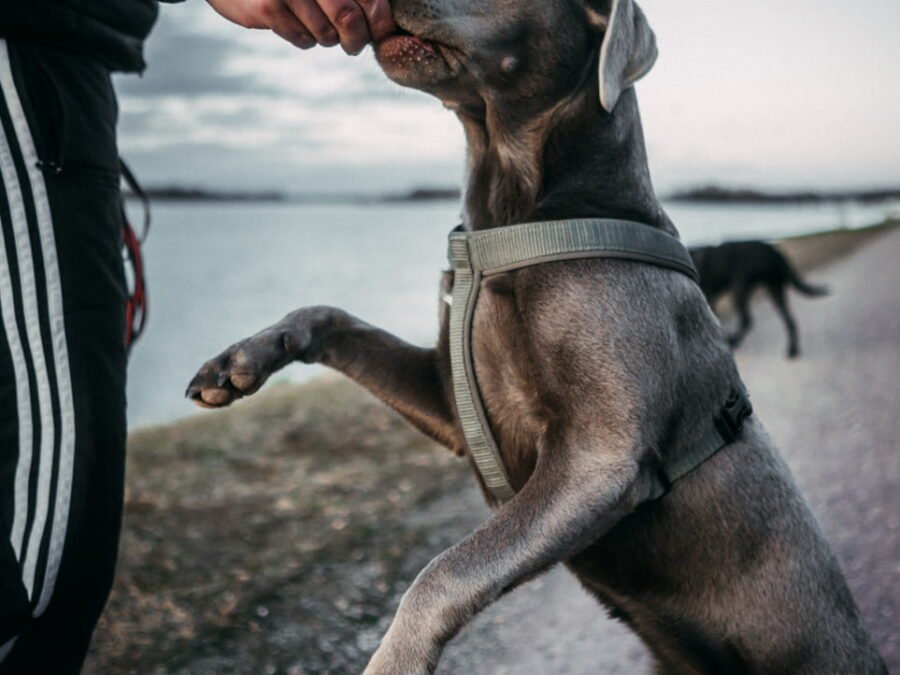 20220219 Dog Time Weisweil 0453