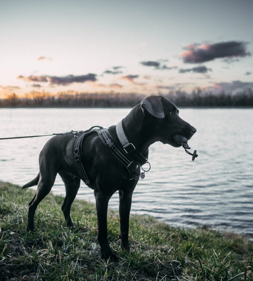 20220219 Dog Time Weisweil 0505