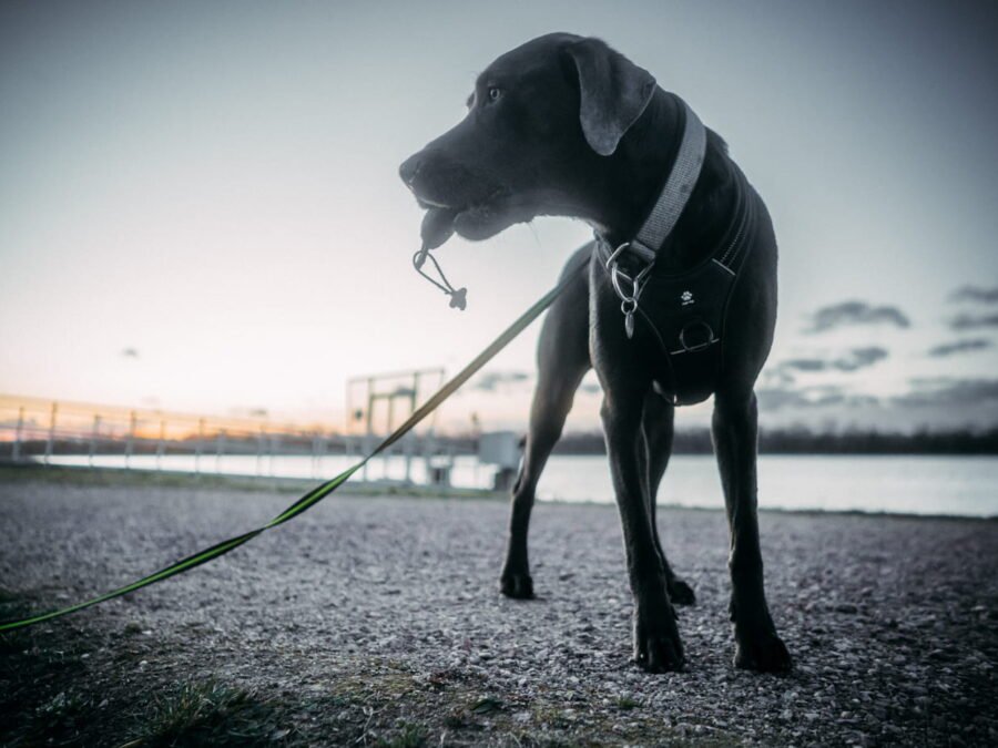 20220219 Dog Time Weisweil 0603