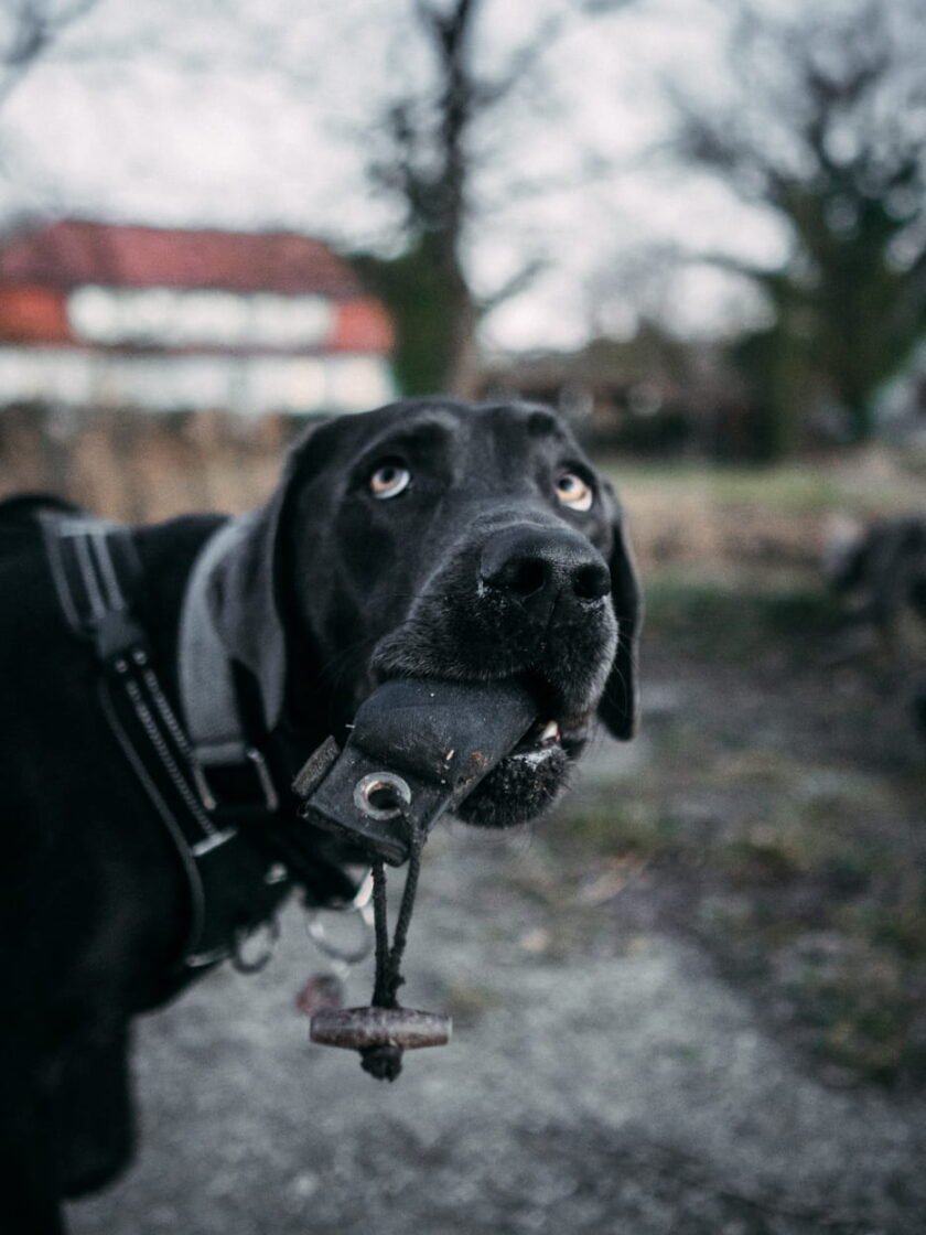 20220219 Dog Time Weisweil 0617